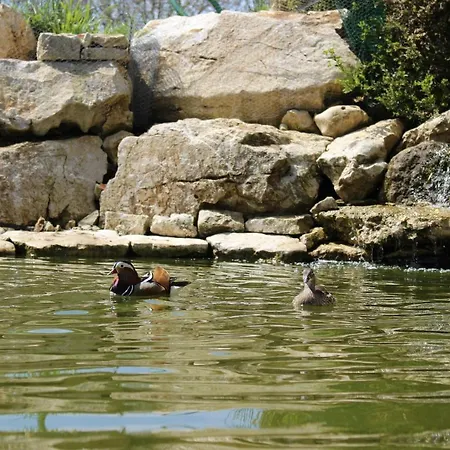 Bed and breakfast Les Mandarins